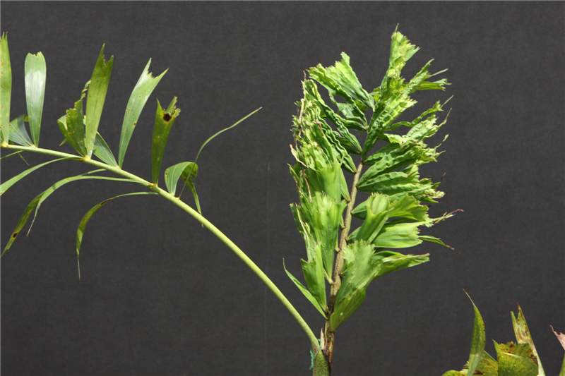 Figure 4. Metsulfuron (Manor or Blade) injury on  Wodyetia bifurcata . Damage became visible about 7 months following application to the soil. Photo by T.K. Broschat.