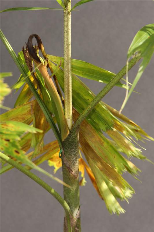 Figure 3. Metsulfuron (Manor or Blade) injury on  Wodyetia bifurcata . Damage became visible about 7 months following application to the soil. Photo by T.K. Broschat.