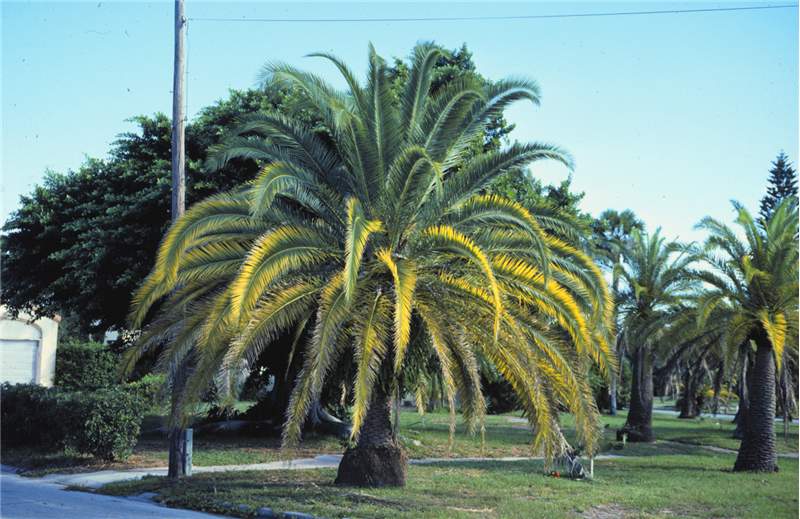 Figure 2. Magnesium and potassium deficiency symptoms on  Phoenix canariensis . The broad yellow-banded mid canopy leaves show Mg deficiency, while the oldest leaves show leaflet tip necrosis (K deficiency). Photo by T.K. Broschat.