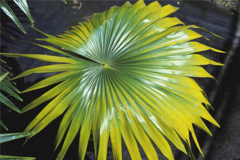 Figure 4. Magnesium-deficient older leaf of  Livistona rotundifolia  showing broad yellow band around entire leaf as well as a yellow band along margins of single leaf segments in upper left. Photo by T.K. Broschat.