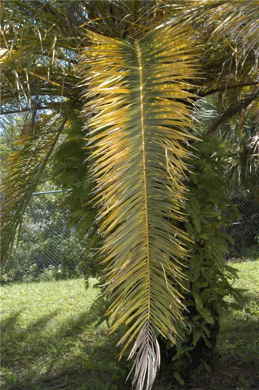 Figure 3. Older leaf of  Phoenix canariensis  showing Mg deficiency symptoms towards the leaf base and K deficiency symptoms towards the leaf tip. Photo by T.K. Broschat.