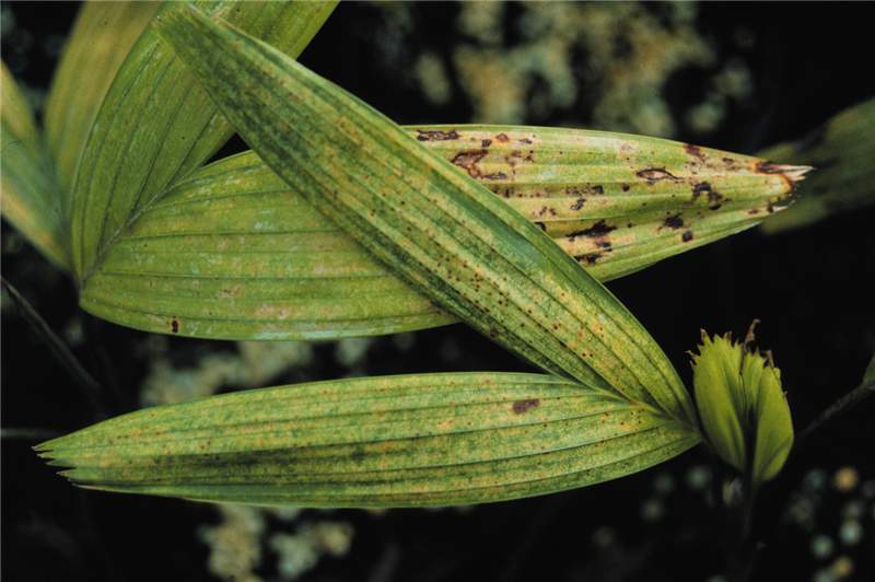 Figure 1. Mite damage on  Veitchia  sp. seedling. Photo by T.K. Broschat.