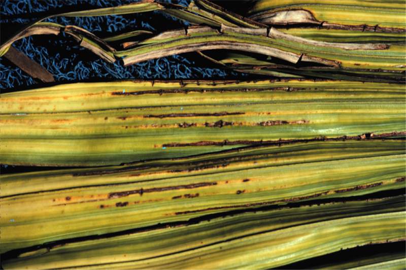 Figure 1. Close-up of leaflets of Mn-deficient  Archontophoenix alexandrae  leaf. Note the longitudinal necrotic streaking. Photo by T.K. Broschat.