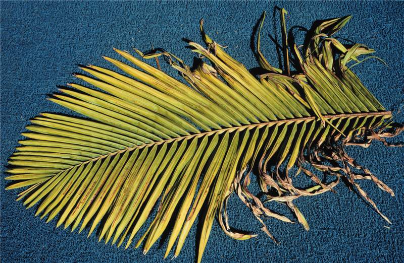 Figure 6. Manganese-deficient new leaf of  Archontophoenix alexandrae . Note that symptoms are most severe towards the leaf base and least so towards the tip. Photo by T.K. Broschat.