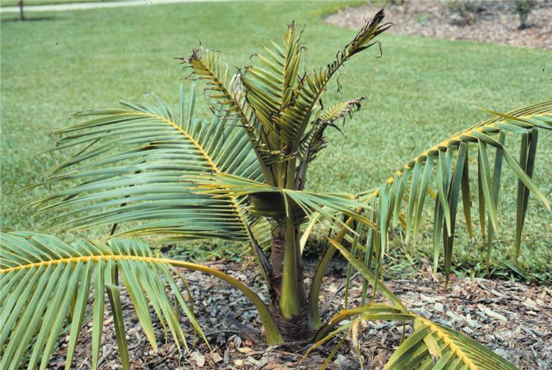 Figure 7. Severe Mn deficiency symptoms on  Cocos nucifera . Photo by T.K. Broschat.