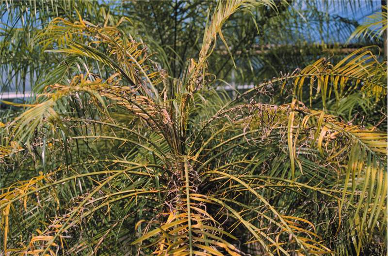 Figure 4. Manganese deficiency symptoms on  Phoenix roebelenii . Photo by T.K. Broschat.
