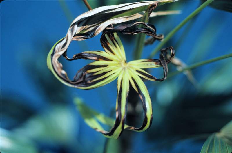 Figure 3. Mangenese-deficient new leaf of  Rhapis excelsa . Photo by T.K. Broschat.