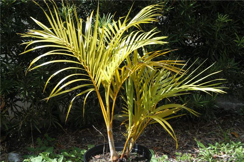 Figure 1. N deficient  Dypsis lutescens . Note the golden yellow petioles and rachides and light green colored leaflets. Photo by T.K. Broschat