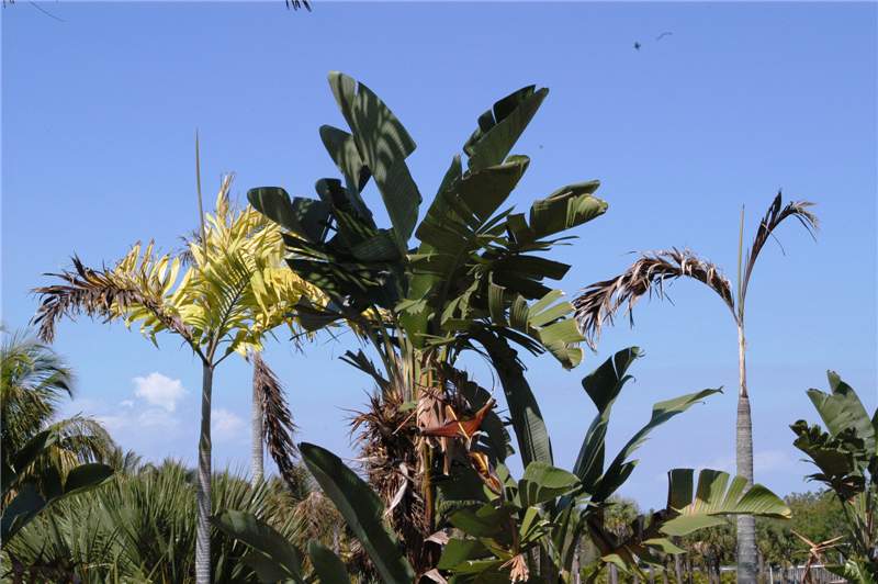 Figure 2. Severe nitrogen deficiency in  Veitchia  sp. The palm on the right has died from chronic N deficiency. Photo by T.K. Broschat