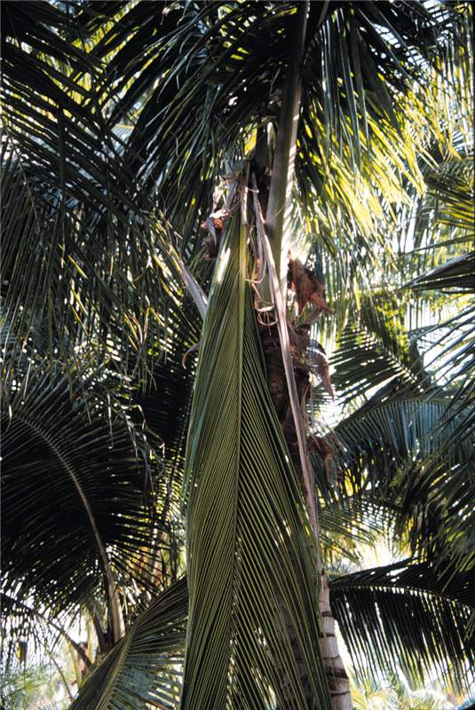 Figure 3. Damage caused by  Opogona sacchari  on adult coconut palm ( Cocos nucifera ). Photo by T.K. Broschat.
