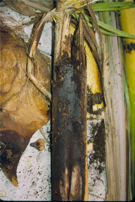 Figure 1. Damage caused by banana moth ( Opogona sacchari ) larvae in  Wodyetia bifurcata . Photo by T.K. Broschat