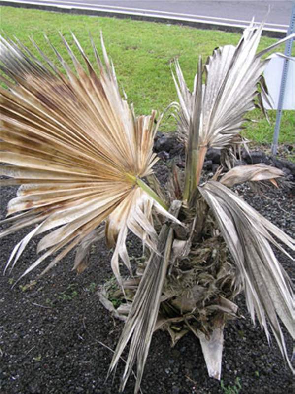 Figure 2. Palm killed by  Opogona sacchari . Photo by Scot Nelson.