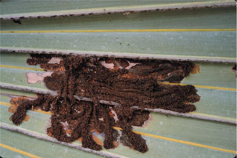 Figure 2. Frass tubes of palm leaf skeletonizer ( Homaledra sabalella ) on  Latania lontaroides . Photo by T.K. Broschat