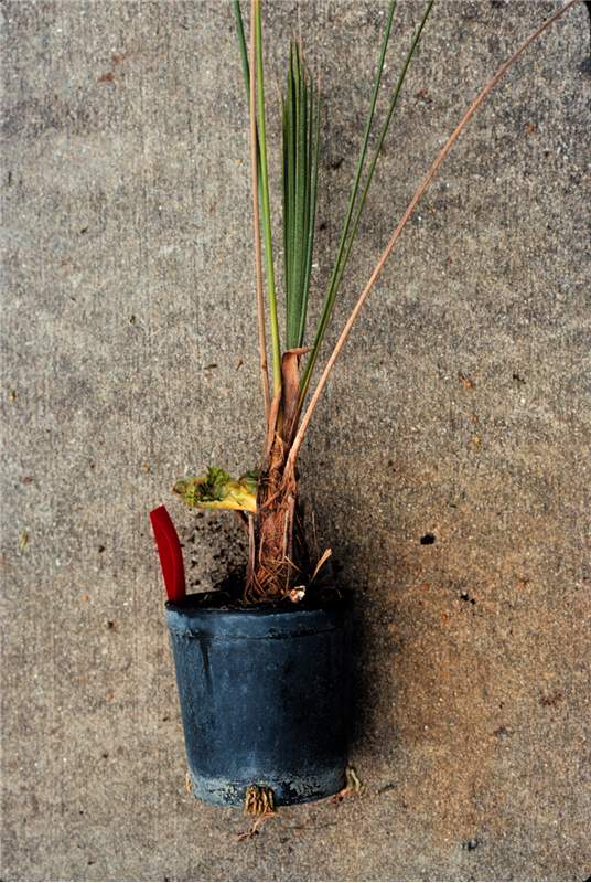 Figure 7. Metolachlor (Pennant) injury on  Coccothrinax  sp. Note branching in this normally single-stemmed species. Photo by T.K. Broschat.