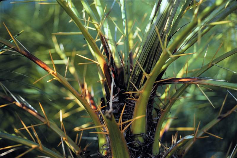 Figure 2. Large, dark lesions have formed near or on the leaf base of all the rachides of this  Phoenix roebelenii  canopy. These lesions often continue to expand, and the fungus will infect the spear leaf and the apical meristem causing a bud and crown rot. Photo by T. K. Broschat.