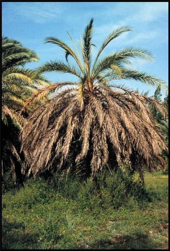 Figure 5. Leaves of a  Phoenix canariensis  with lethal yellowing do not turn yellow, but are various shades of reddish-brown to dark brown or gray. The spear leaf had died on this palm weeks prior to when this photo was taken. Photo by N. A. Harrison., University of Florida