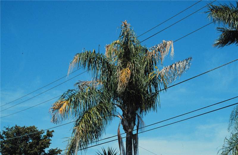 Figure 2. Powerline decline on  Syagrus romanzoffiana  showing chlorotic and necrotic leaf tips. Photo by T.K. Broschat