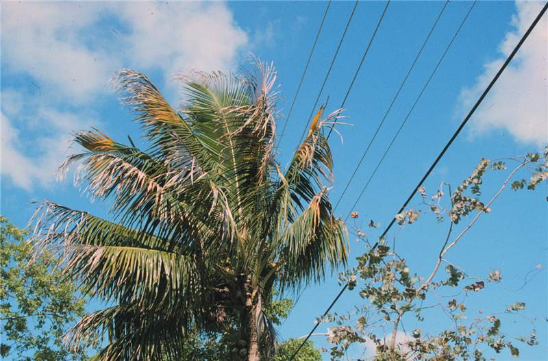 Figure 1. Powerline decline of  Cocos nucifera . Note chlorotic and necrotic leaf tips. Photo by T.K. Broschat