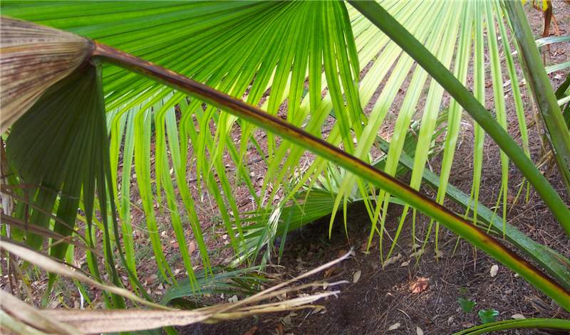 Figure 5. This  Livistona chinensis  leaf has a reddish-brown stripe on only one side of the petiole due to petiole blight. Part of the leaf blade is necrotic and the other portion is still green. Photo by M. L. Elliott.