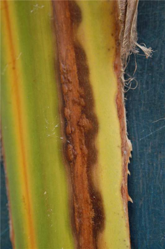 Figure 6. This petiole has a reddish-brown stripe that is accompanied by quot;blistersquot;. The fungal pathogen is forming spore structures that will erupt through the epidermis. Photo by M. L. Elliott.