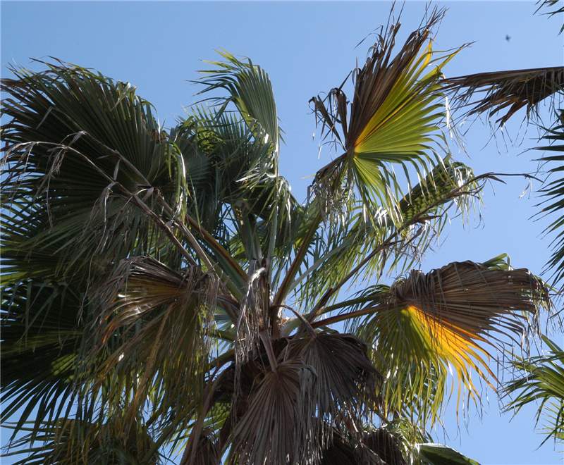 Figure 3.  Washingtonia robusta  canopy with older leaves exhibiting leaf blades with mixture of healthy, chlorotic and necrotic leaflet segments. Photo by M. L. Elliott.