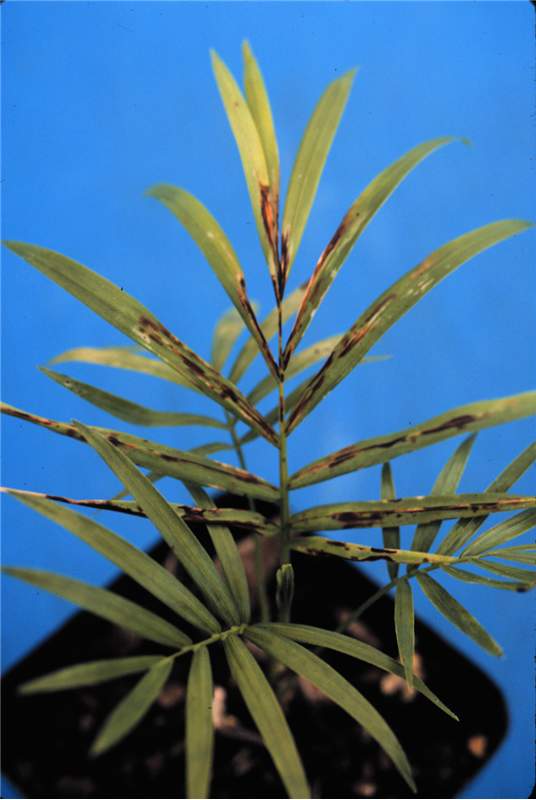 Figure 5. Oryzalin plus oxyfluorfen (Rout) injury on  Chamaedorea elegans . Photo by T.K. Broschat.