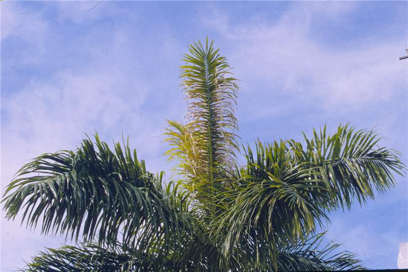 Figure 1. Early damage caused by royal palm bug ( Xylastodoris luteolus ). Photo by T.K. Broschat