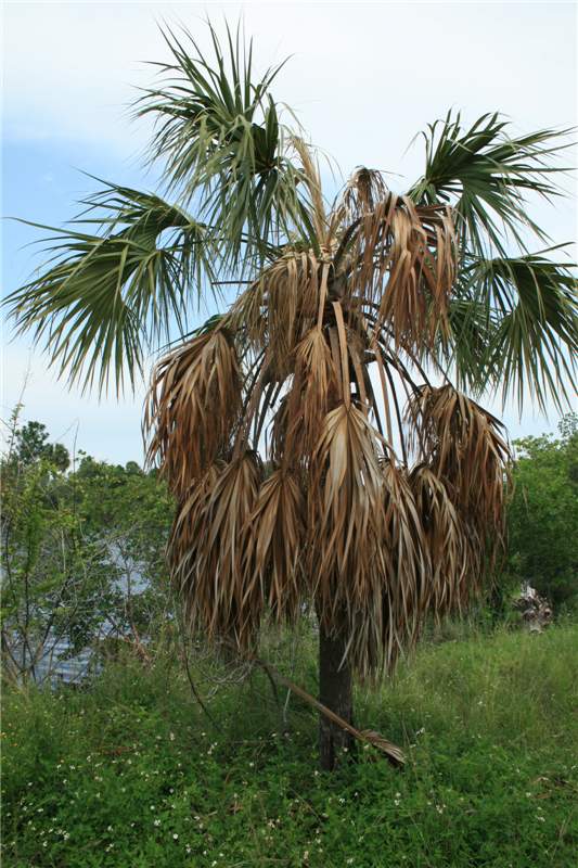 Figure 8.  Sabal palmetto  with two-thirds of the lower leaves necrotic and a dead spear leaf. Note that the next youngest leaves are still green. Photo by N. A. Harrison, University of Florida.