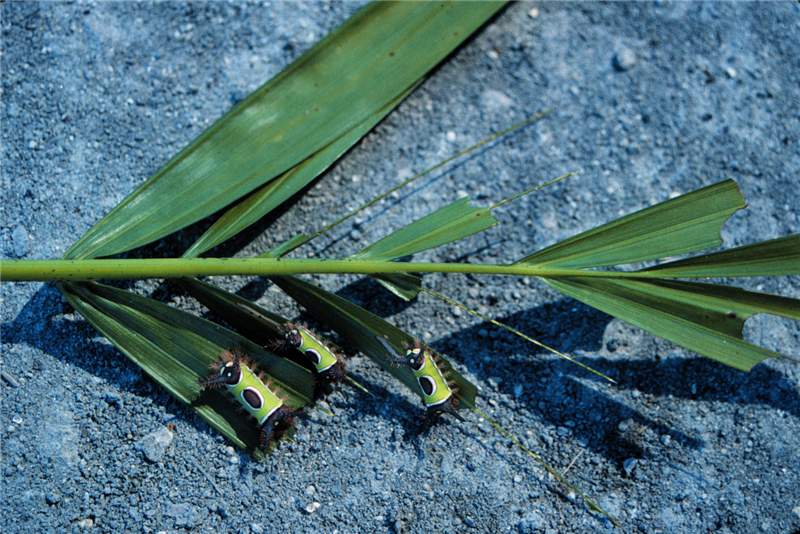 Figure 1. Feeding damage caused by saddleback caterpillars ( Acharia stimulea ). Photo by T.K. Broschat.