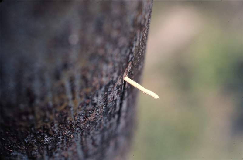 Figure 2. Sawdust plug from ambrosia beetle on  Carpentaria acuminata  trunk. Photo by T.K. Broschat.