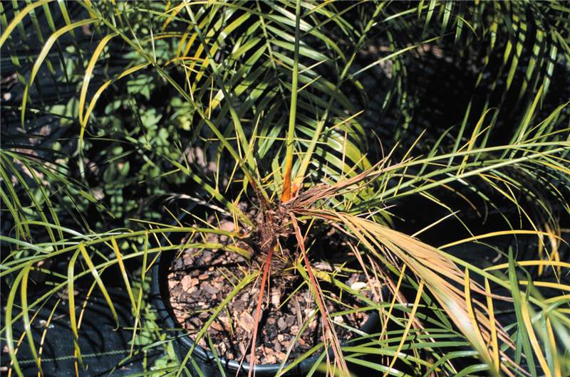 Figure 6. Isoxaben plus oryzalin (Snapshot) injury on  Phoenix roebelenii . Photo by T.K. Broschat.