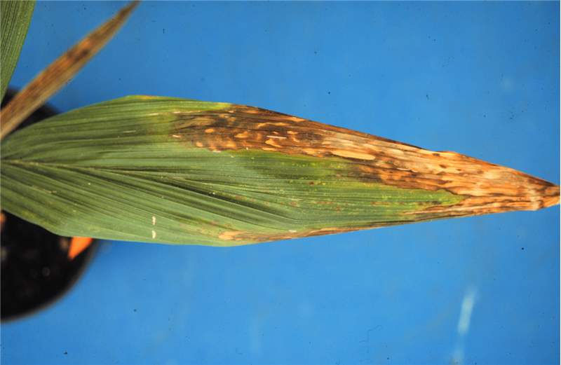 Figure 1. Leaf tip necrosis caused by high soil soluble salts on  Syagrus romanzoffiana  seedling. Photo by T.K. Broschat.