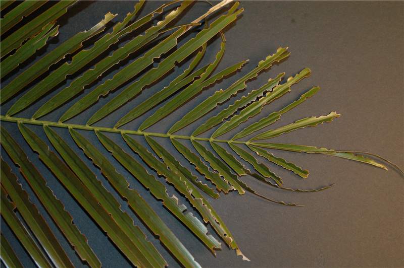 Figure 1.  Phoenix roebelenii  leaf showing notching caused by Sri Lanka weevil. Photo by T.K. Broschat.