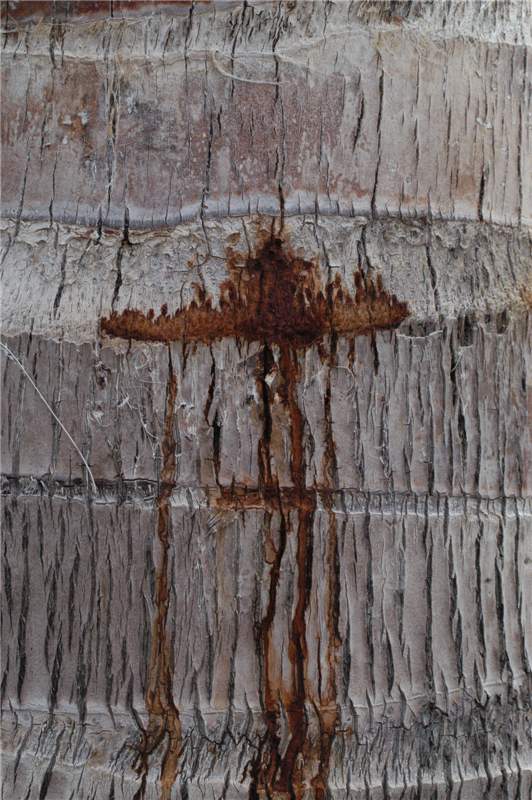 Figure 7. The trunk of this  Cocos nucifera  was just beginning to exhibit quot;stem bleedingquot;, but the large rusty-brown area at the top was already soft. Photo by M. L. Elliott.