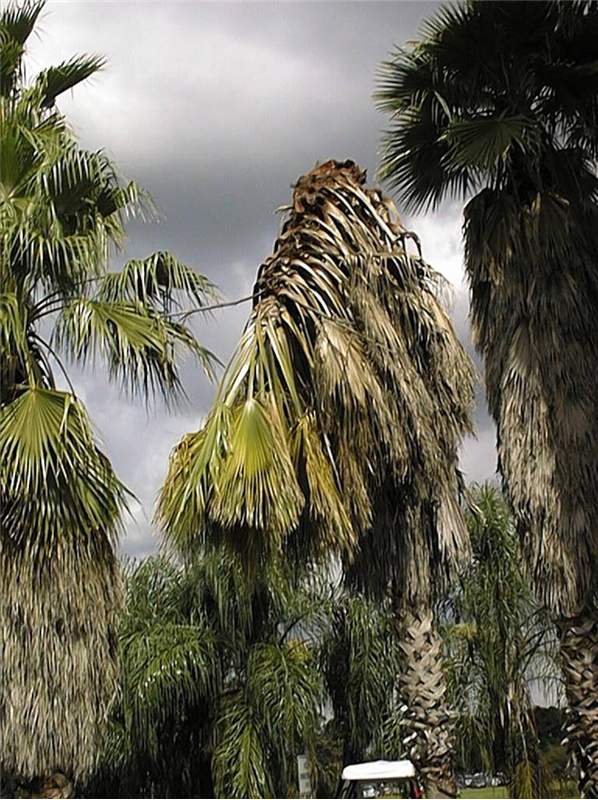 Figure 1. Trunk collapse of a  Washingtonia robusta  due to Thielaviopsis trunk rot. Note that most of the canopy was still green. Photo by F. W. Howard, University of Florida.