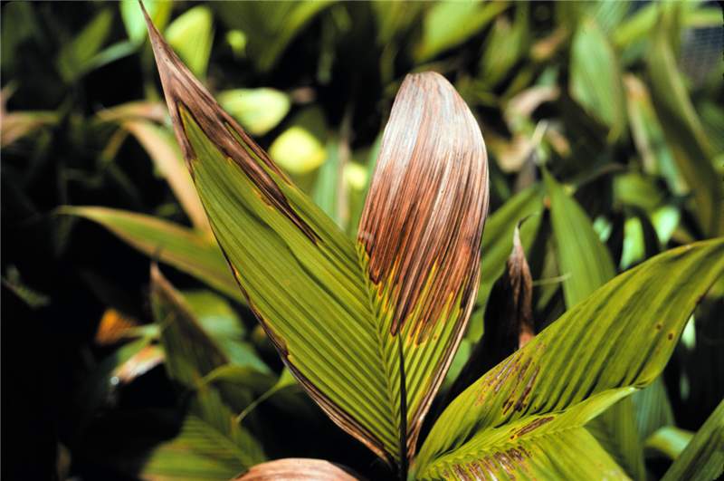 Figure 1. Leaf tip necrosis caused by water stress in  Geonoma  sp. Photo by T.K. Broschat.