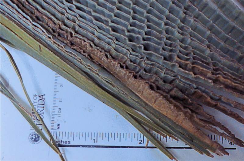 Figure 10. Corrugated leaf of queen palm caused by B deficiency. Photo by T.K. Broschat
