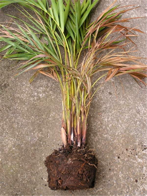 Figure 4. Leaf sheath rot of  Dypsis lutescens  caused by Gliocladium blight. Photo by S. Nelson, University of Hawaii at Manoa.