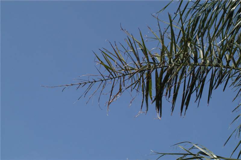 Figure 3. Leaf tip of  Syagrus romanzoffiana  devoid of leaflets, a symptom of B deficiency. Photo by T.K. Broschat