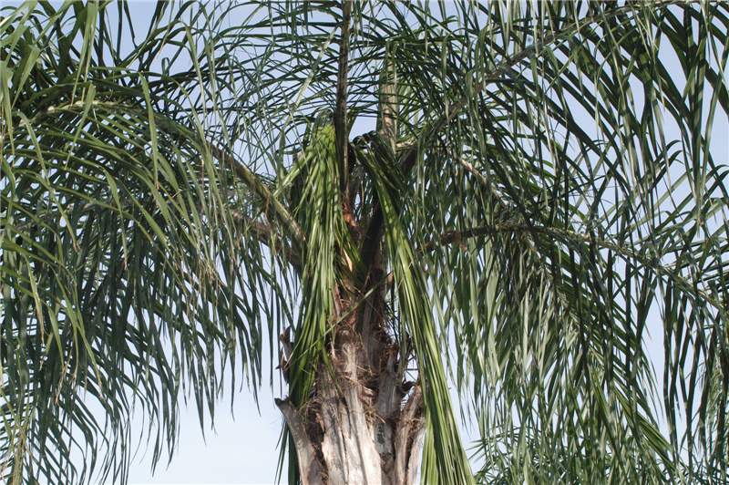 Figure 8. New leaves growing downward in  Syagrus romanzoffiana  caused by boron deficiency. Photo by T.K. Broschat.
