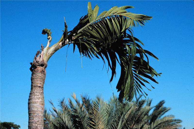 Figure 6. Trunk bending in  Adonidia merrillii  caused by B deficiency. Photo by T.K. Broschat