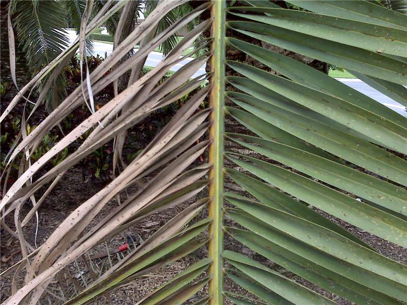 Figure 1. This  Phoenix canariensis  leaf has green leaflets on one side of the rachis and necrotic leaflets on the opposite side. There is a reddish-brown stripe on the rachis that corresponds to the necrotic leaflets. Photo by M. L. Elliott.