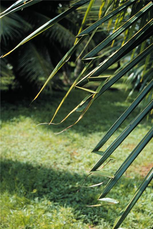 Figure 2. Zigzag shaped leaflet tips (quot;hookleafquot;) in  Cocos nucifera  is caused by a mild and temporary B deficiency. Photo by T.K. Broschat