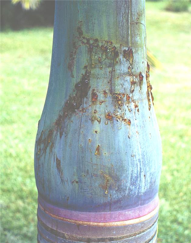 Figure 1. Exudate from oviposition holes caused by  Metamasius hemipterus  in spindle palm ( Hyophorbe verschafeltii ). Photo by R. Giblin-Davis.
