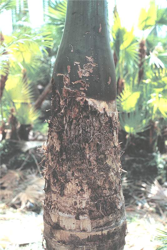 Figure 3. Feeding damage caused by  Metamasius hemipterus  on spindle palm ( Hyophorbe verschafeltii ). Photo by R. Giblin-Davis.