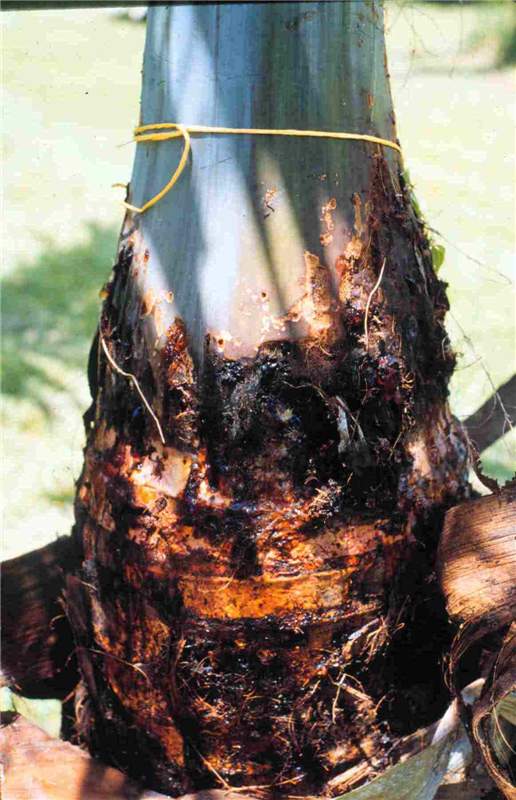 Figure 2. Feeding damage caused by larvae of  Metamasius hemipterus  on spindle palm ( Hyophorbe verschafeltii ). Photo by T.K. Broschat