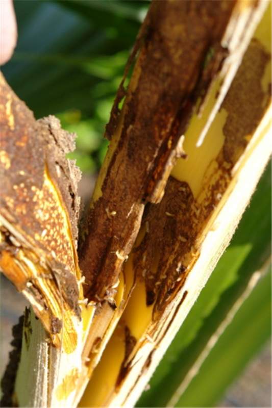 Figure 2. Feeding damage and frass caused by formosan termite ( Coptotermes formosanus ) on Pritchardia. Photo by Scot Nelson.
