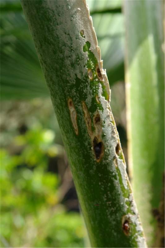 Figure 1. Damage caused by formosan termites ( Coptotermes formosanus ) on Pritchardia petioles. Photo by Scot Nelson.
