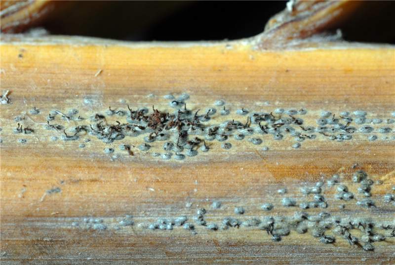 Figure 7. The quot;bumpsquot; are spore structures (pycnidia) of  Dothiorella.  In the center of the photo, you can observe spore masses emerging from the pycnidia. Photo by A. J. Downer.