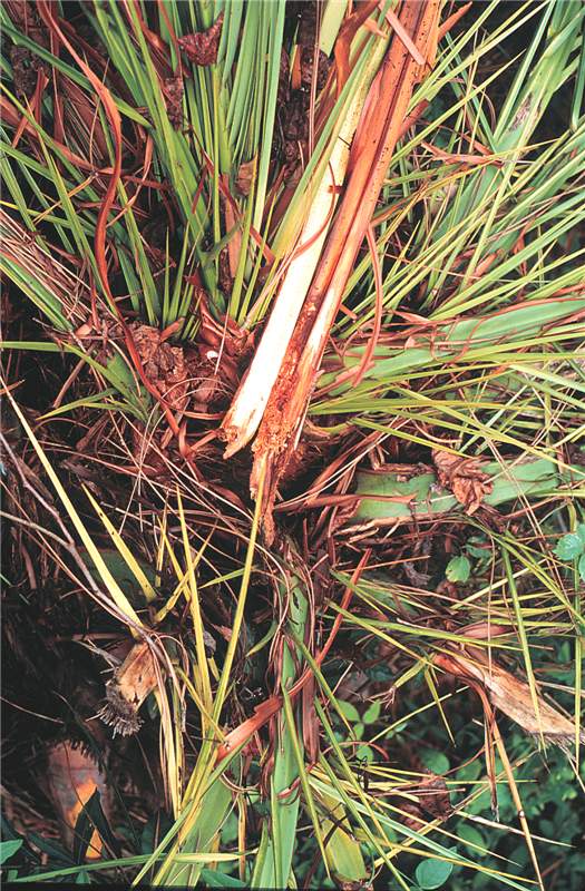 Figure 3. Damage caused by palmetto weevil ( Rhynchophorus cruentatus ) to new growth of  Phoenix canariensis . Photo by R.Giblin-Davis.